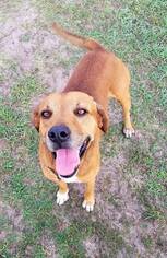 American Bandogge Dogs for adoption in Inverness, FL, USA