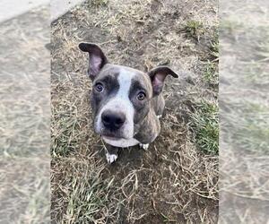 American Pit Bull Terrier Dogs for adoption in Modesto, CA, USA