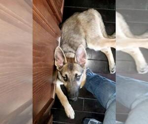 German Shepherd Dog Dogs for adoption in Laramie, WY, USA
