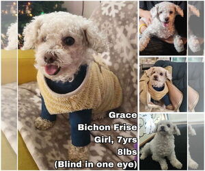 Bichon Frise Dogs for adoption in Seattle, WA, USA
