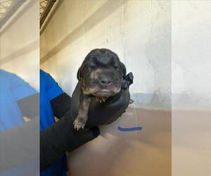 Labrottie Dogs for adoption in San Bernardino, CA, USA