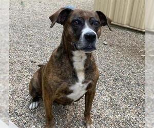 Boxer Dogs for adoption in Ames, IA, USA