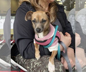 Chihuahua-Unknown Mix Dogs for adoption in danville, CA, USA