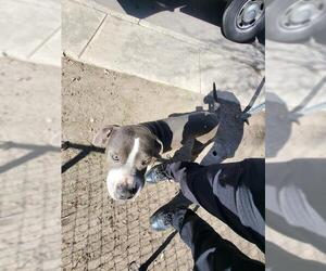 American Staffordshire Terrier-Unknown Mix Dogs for adoption in San Antonio, TX, USA