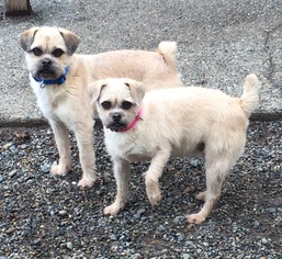 Brussels Griffon Dogs for adoption in Seattle, WA, USA