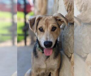 German Shepherd Dog-Siberian Husky Mix Dogs for adoption in Sacramento, CA, USA