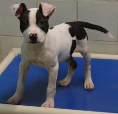 American Pit Bull Terrier Dogs for adoption in Bryan, TX, USA