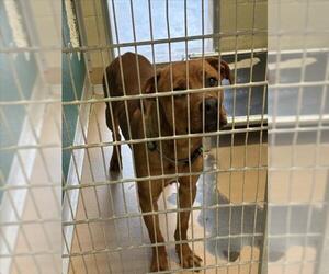 Mutt Dogs for adoption in Texas City, TX, USA