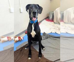 Great Dane Dogs for adoption in Fort Wayne, IN, USA