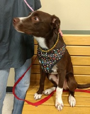 Pointer Dogs for adoption in Millville, UT, USA