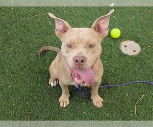 American Pit Bull Terrier-Unknown Mix Dogs for adoption in Las Vegas, NV, USA