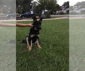 Medium Photo #459 German Shepherd Dog-Unknown Mix Puppy For Sale in Gainesville, VA, USA