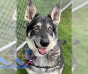 Alaskan Malamute Dogs for adoption in Bellevue, WA, USA