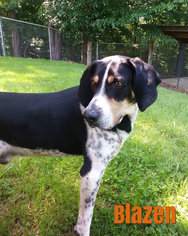 Treeing Walker Coonhound Dogs for adoption in Harrisville, WV, USA