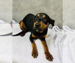 Rottweiler-Unknown Mix Dogs for adoption in Hillsboro, NH, USA