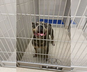 American Pit Bull Terrier-Unknown Mix Dogs for adoption in Virginia Beach, VA, USA