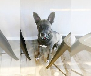 Boxador Dogs for adoption in Sheridan, CO, USA