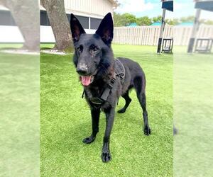 German Shepherd Dog Dogs for adoption in Naples, FL, USA
