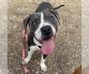 American Staffordshire Terrier-Unknown Mix Dogs for adoption in San Antonio, TX, USA