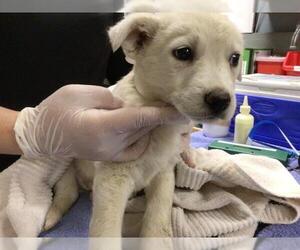 Mutt Dogs for adoption in Riverside, CA, USA