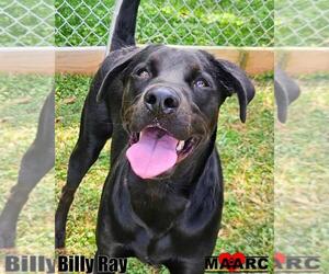 Labrador Retriever-Unknown Mix Dogs for adoption in Maryville, TN, USA