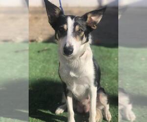 Border Collie Dogs for adoption in Palo Alto, CA, USA
