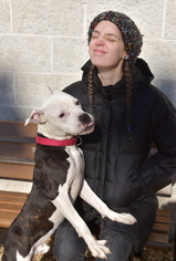 American Pit Bull Terrier-Bulldog Mix Dogs for adoption in Philadelphia, PA, USA
