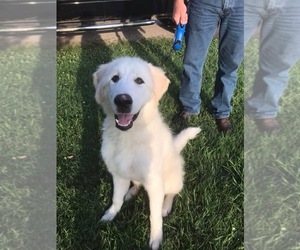 Golden Pyrenees Dogs for adoption in Mattoon, IL, USA