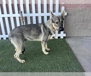 German Shepherd Dog-Unknown Mix Dogs for adoption in Modesto, CA, USA