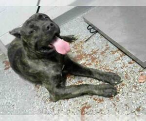 Mastiff Dogs for adoption in Atlanta, GA, USA