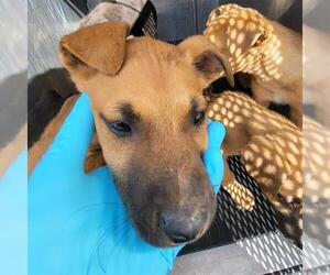 Mutt Dogs for adoption in San Antonio, TX, USA