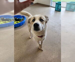 Great Pyrenees-Unknown Mix Dogs for adoption in Oskaloosa, IA, USA