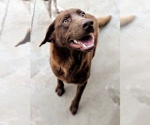 Chesador Dogs for adoption in Minneapolis, MN, USA