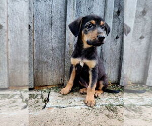 Catahoula Leopard Dog-Great Pyrenees Mix Dogs for adoption in New London, WI, USA