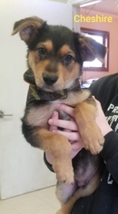 Australian Shepherd-German Shepherd Dog Mix Dogs for adoption in Tyler, TX, USA