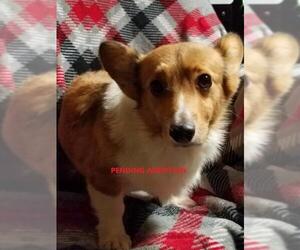 Pembroke Welsh Corgi Dogs for adoption in Akron, OH, USA