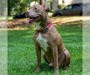 American Staffordshire Terrier-Unknown Mix Dogs for adoption in Arlington, VA, USA