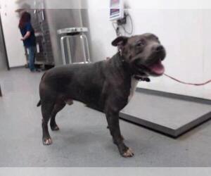 Bull Terrier Dogs for adoption in Tulsa, OK, USA