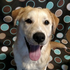 Medium Photo #1 Labrador Retriever-Unknown Mix Puppy For Sale in Brownsboro, AL, USA