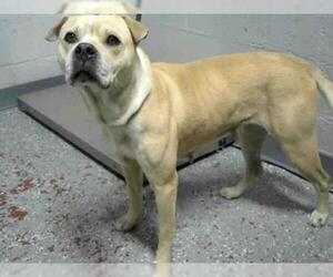 Bulloxer Dogs for adoption in Atlanta, GA, USA