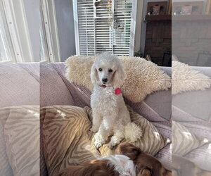 Poodle (Toy) Dogs for adoption in St. Louis Park, MN, USA