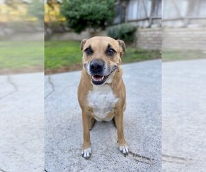 American Pit Bull Terrier-German Shepherd Dog Mix Dogs for adoption in Orange, CA, USA