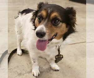 Cava-lon Dogs for adoption in Batavia, OH, USA
