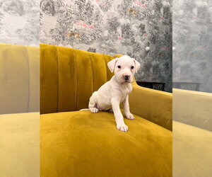 Mutt Dogs for adoption in Brooklyn, NY, USA