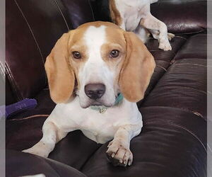Beagle Dogs for adoption in Tampa, FL, USA