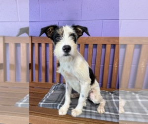 Mutt Dogs for adoption in Genesee, WI, USA