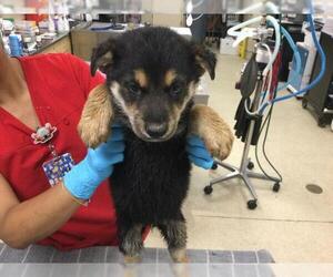 German Shepherd Dog Dogs for adoption in Riverside, CA, USA