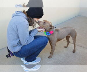 American Pit Bull Terrier-Unknown Mix Dogs for adoption in McKinney, TX, USA