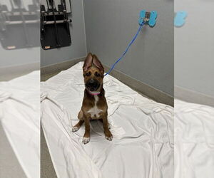 German Shepherd Dog-Unknown Mix Dogs for adoption in Las Vegas, NV, USA