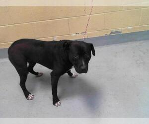 American Pit Bull Terrier-Unknown Mix Dogs for adoption in Tulsa, OK, USA
